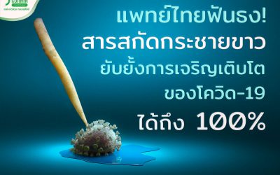 งานวิจัย สารสกัดกระชายขาว ยับยั้งไวรัสโควิด-19 ได้